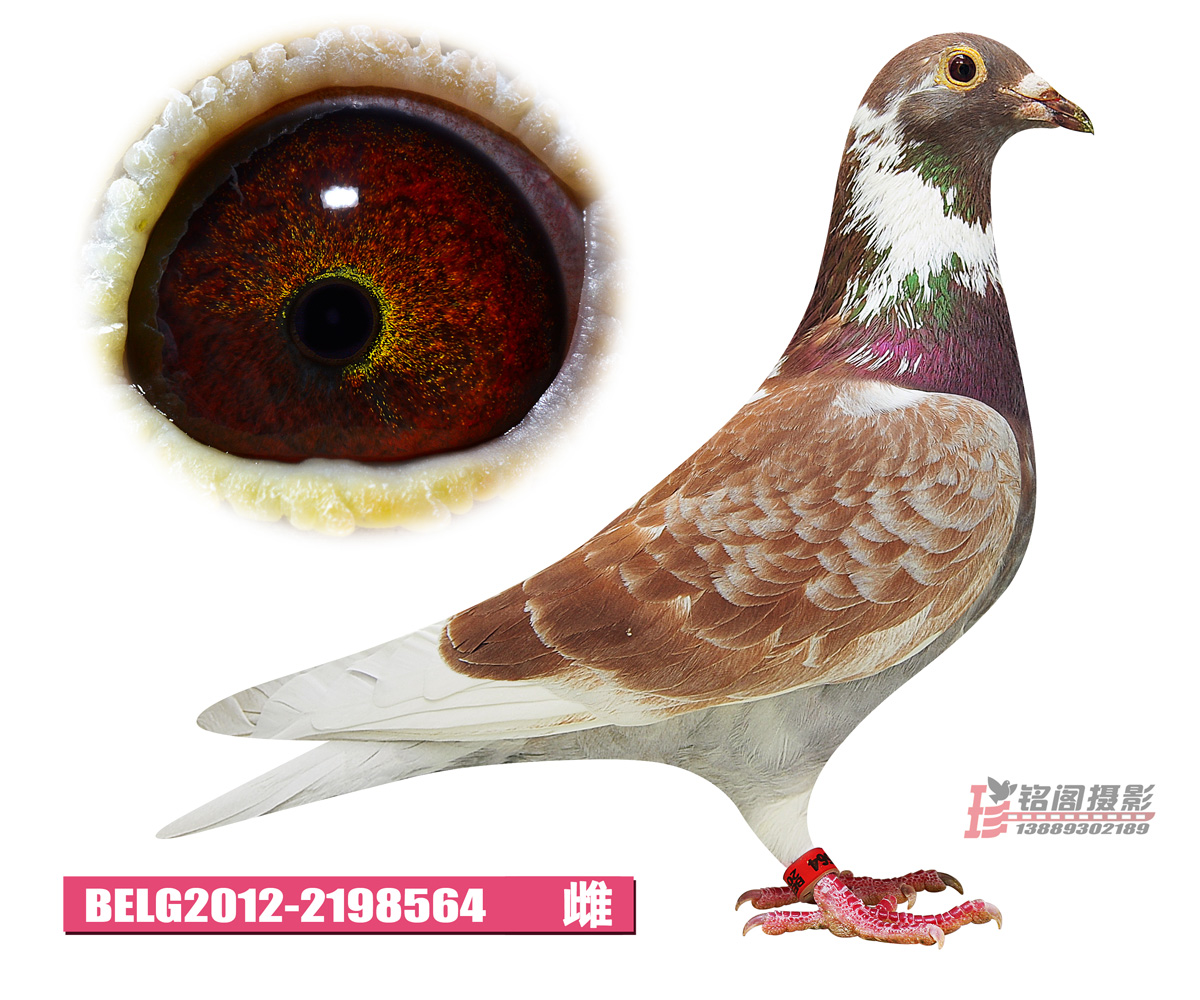 东北虎赛鸽精英中心在线拍鸽