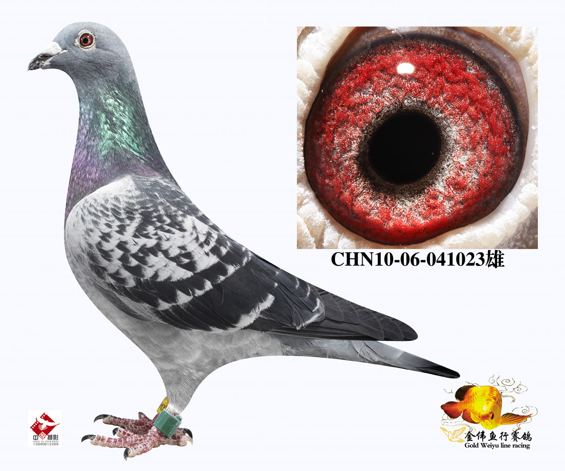 金伟鱼行 - 中信网铭鸽展厅 www.ag188.com