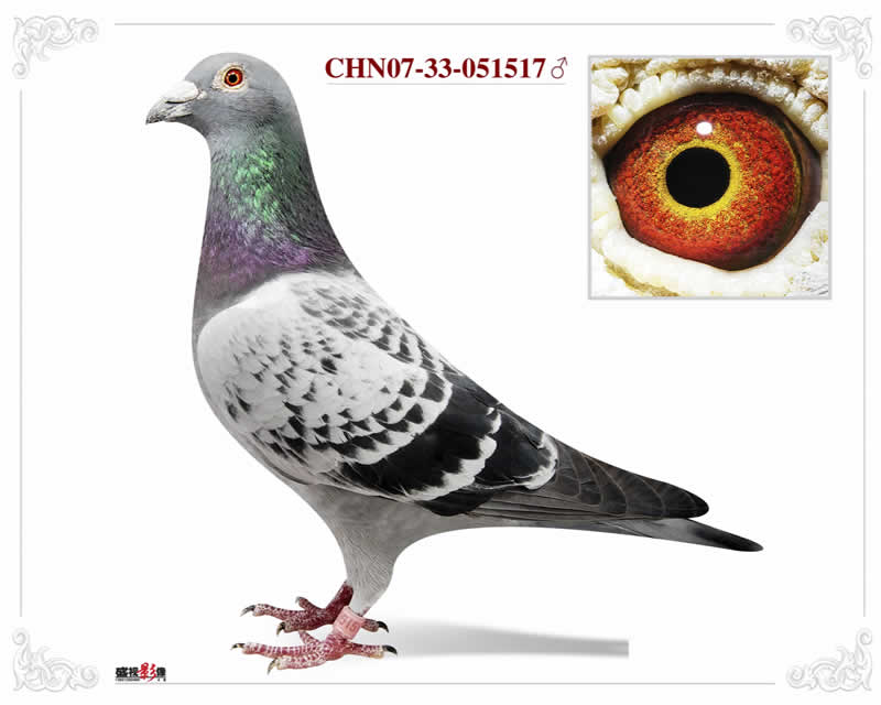 信鸽在线拍卖平台 - 中国信鸽信息网