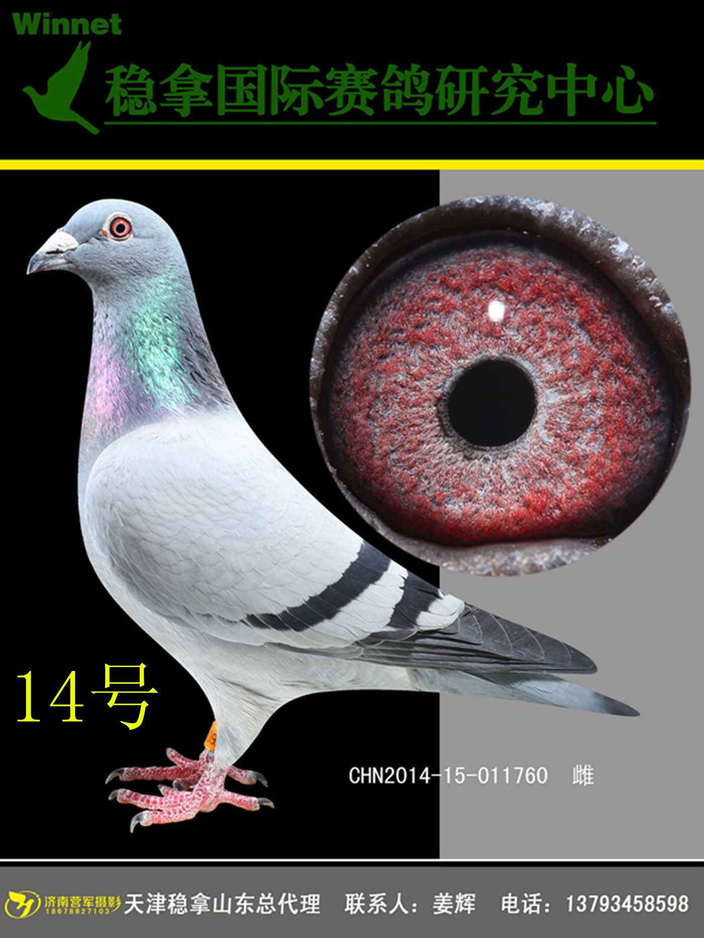 盖比,近血种鸽 保证金级拍卖