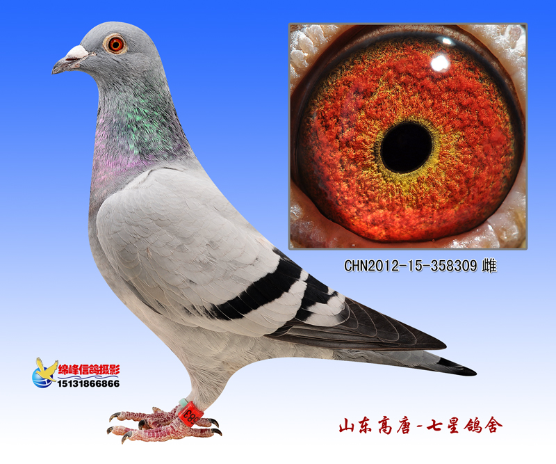 信鸽在线拍卖平台