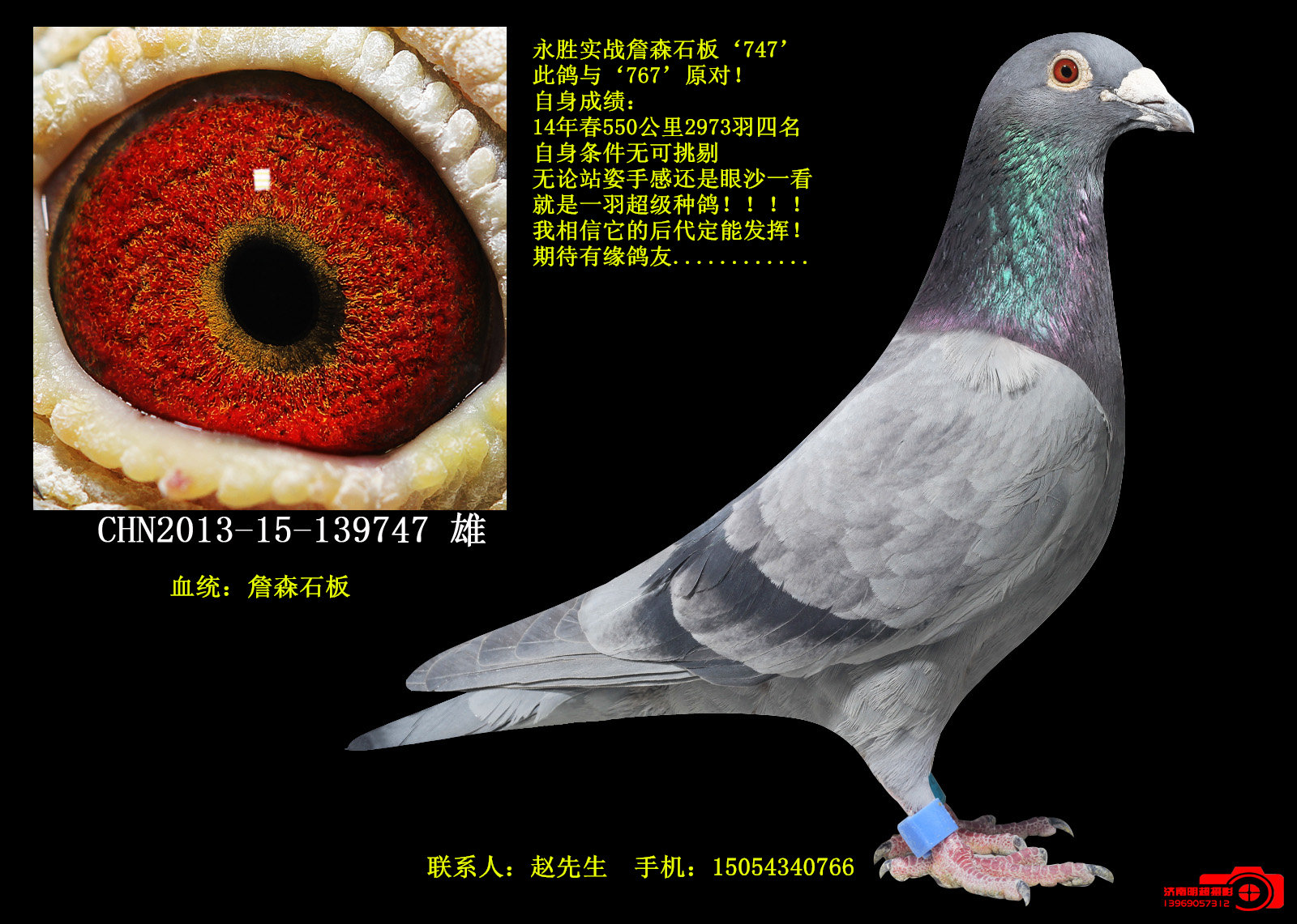 山东永胜联合鸽业 - 中信网铭鸽展厅 www.ag188.com