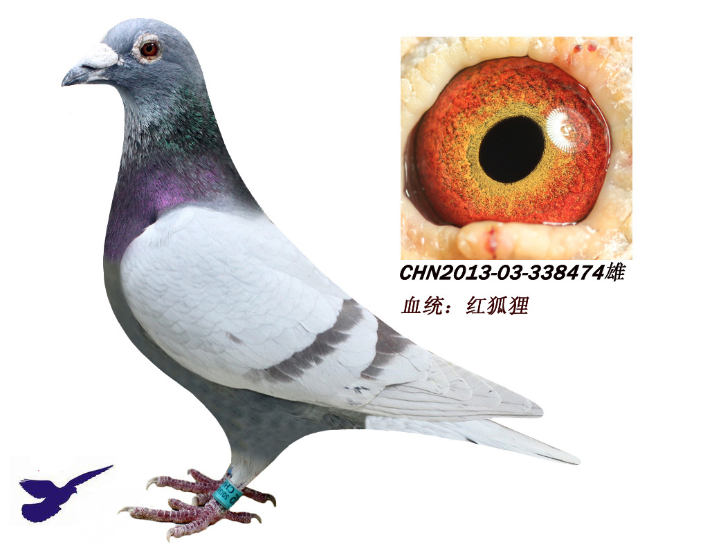 信鸽在线拍卖平台 - 中国信鸽信息网