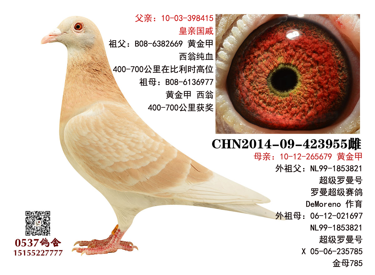 0537鸽舍 - 中信网铭鸽展厅 www.ag188.com