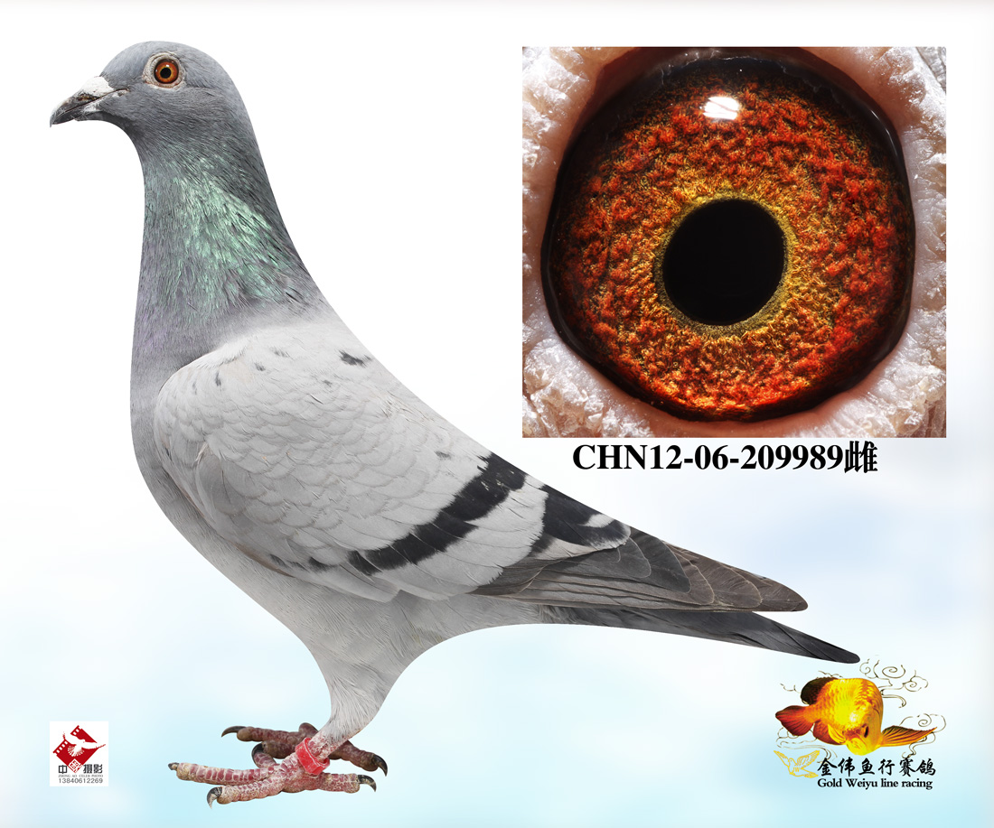 在线拍鸽首页 拍鸽专题 >> 查看商品     行磐滓 |        鸽友通