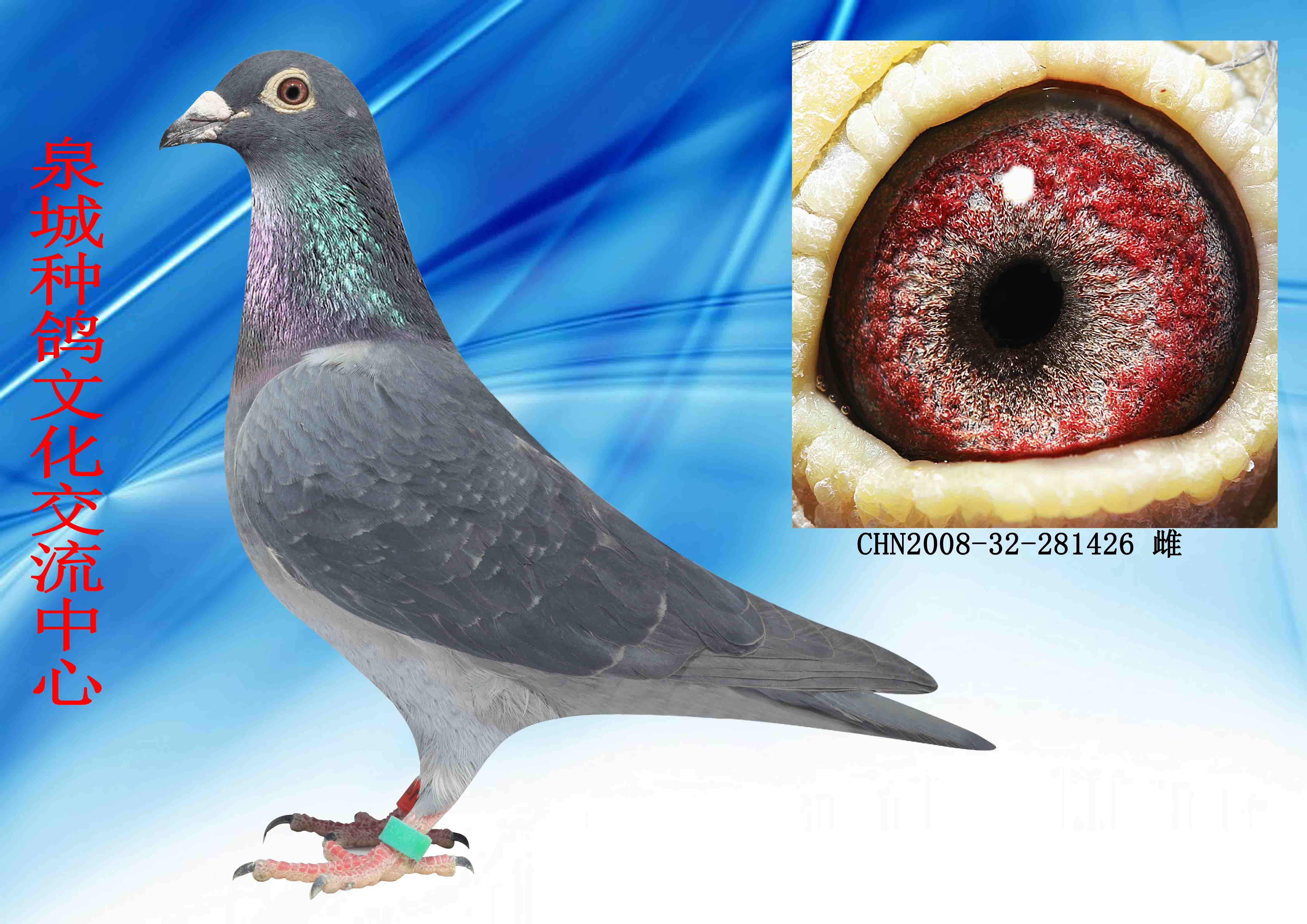 信鸽在线拍卖平台 - 中国信鸽信息网