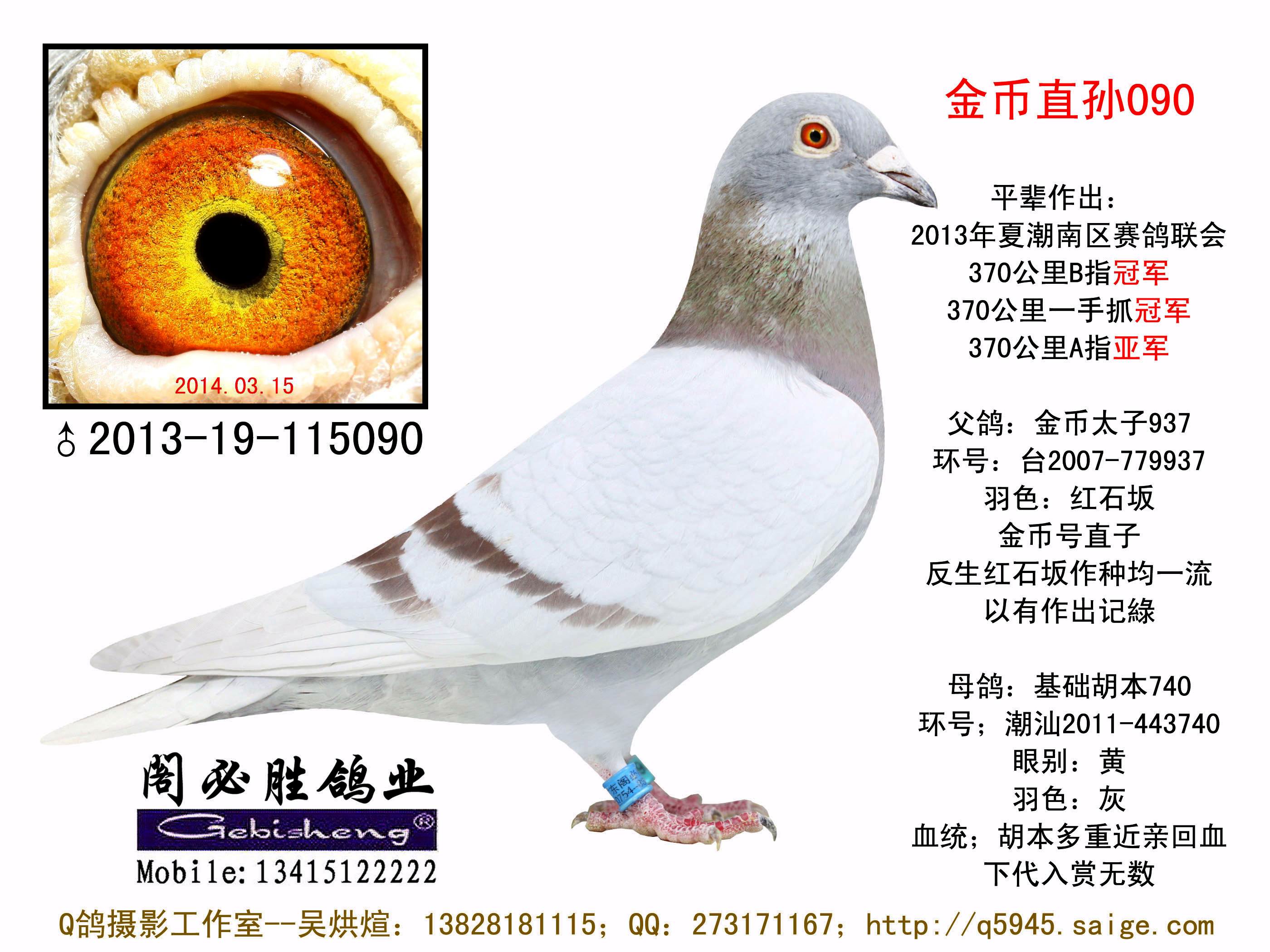 父鸽