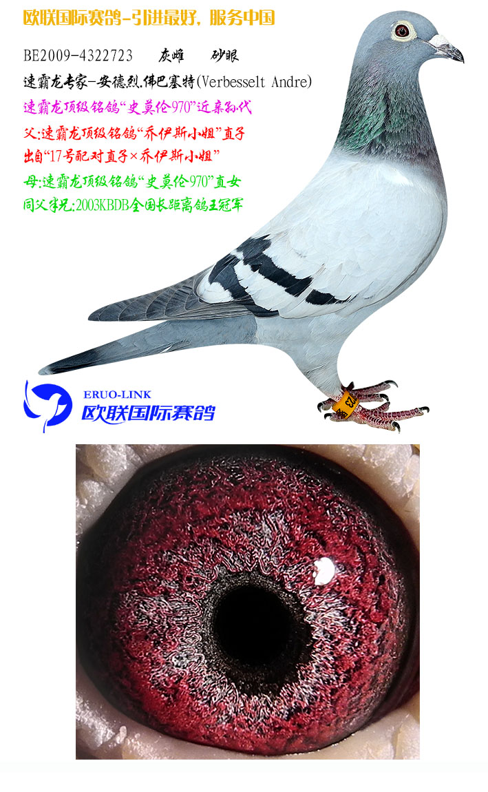 欧联国际赛鸽在线拍鸽