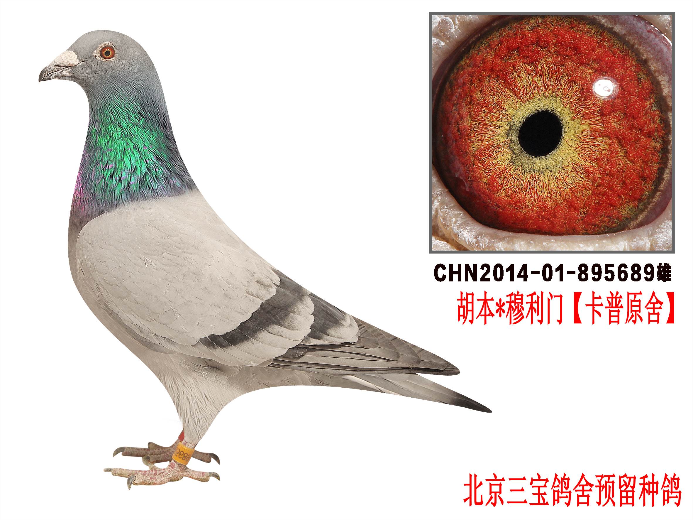 永翔桑杰士种鸽舍 - 中信网铭鸽展厅 www.ag188.com