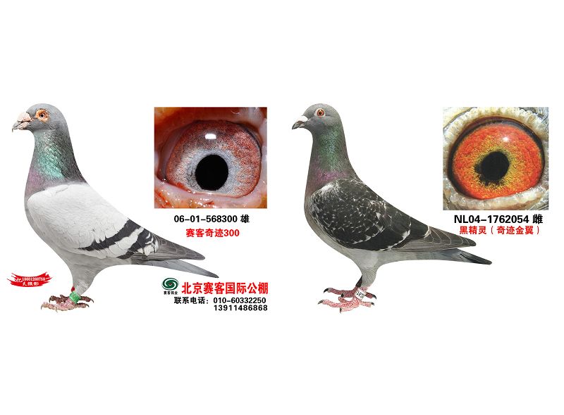 >> 查看拍卖商品