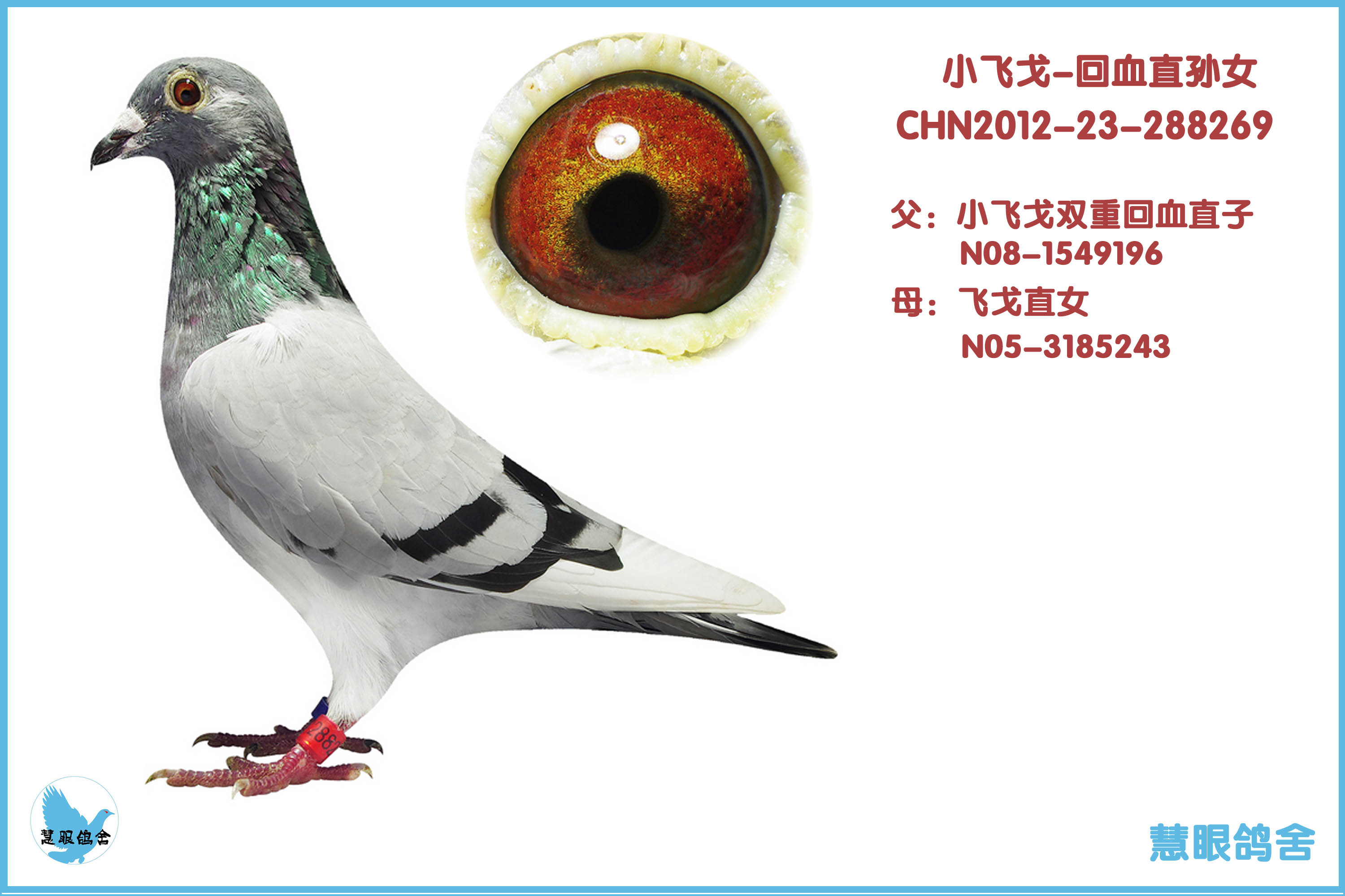 >> 查看拍卖商品