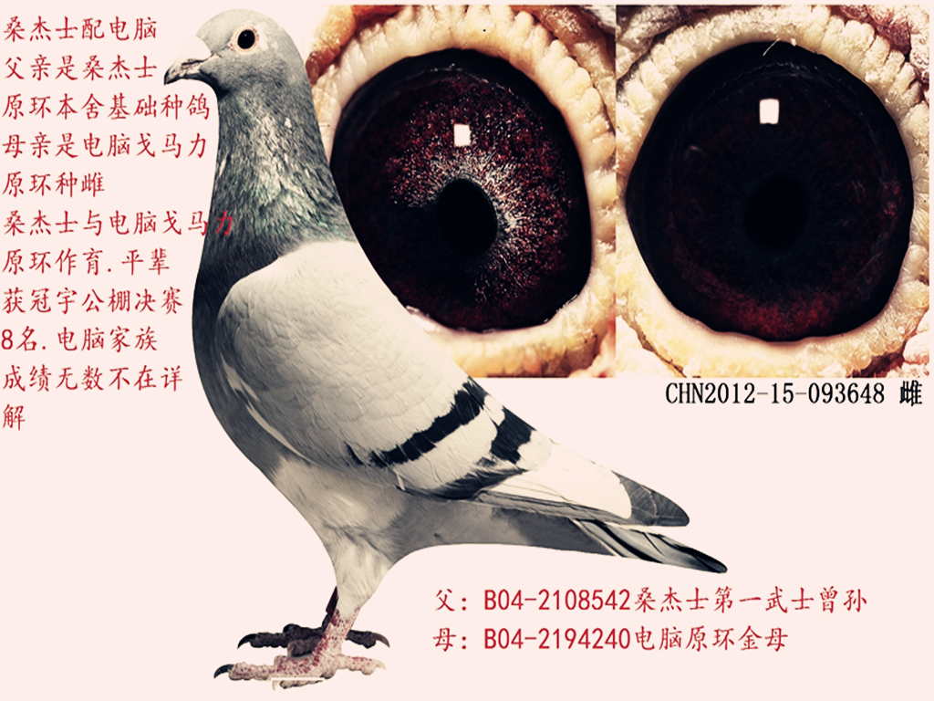 帮助 首 页  铭 鸽  新鸽上架  推荐铭鸽  定价鸽  信鸽拍卖 黄金配对