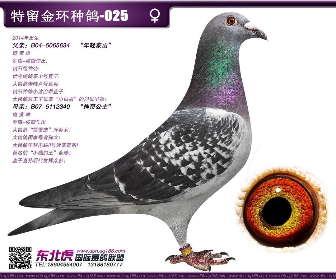 东北虎赛鸽精英中心 - 中信网铭鸽展厅 www.ag188.com
