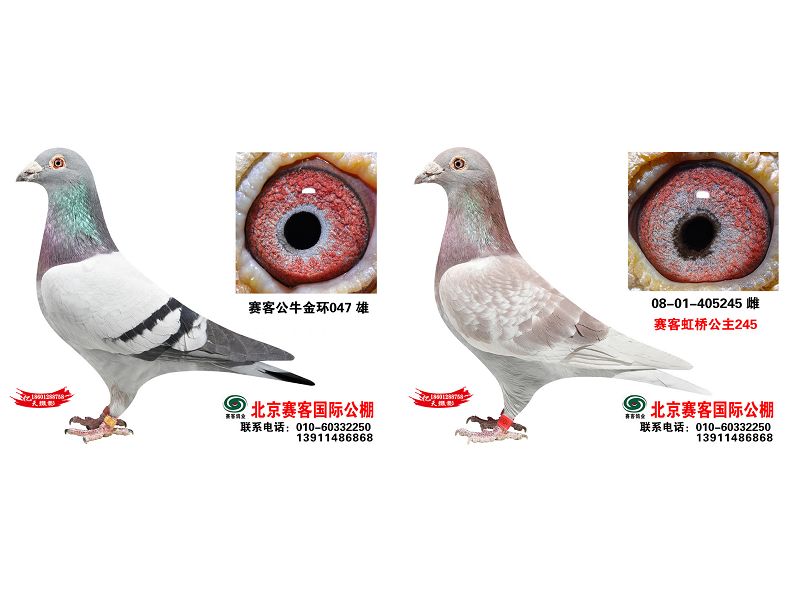 >> 查看拍卖商品