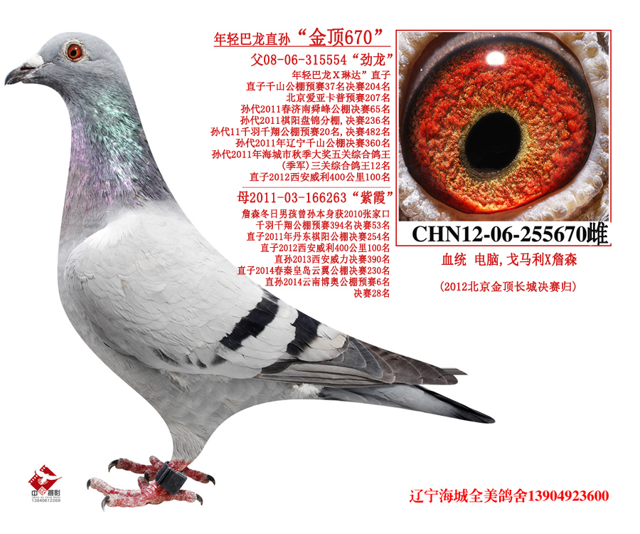 辽宁.全美 - 中信网铭鸽展厅 www.ag188.com