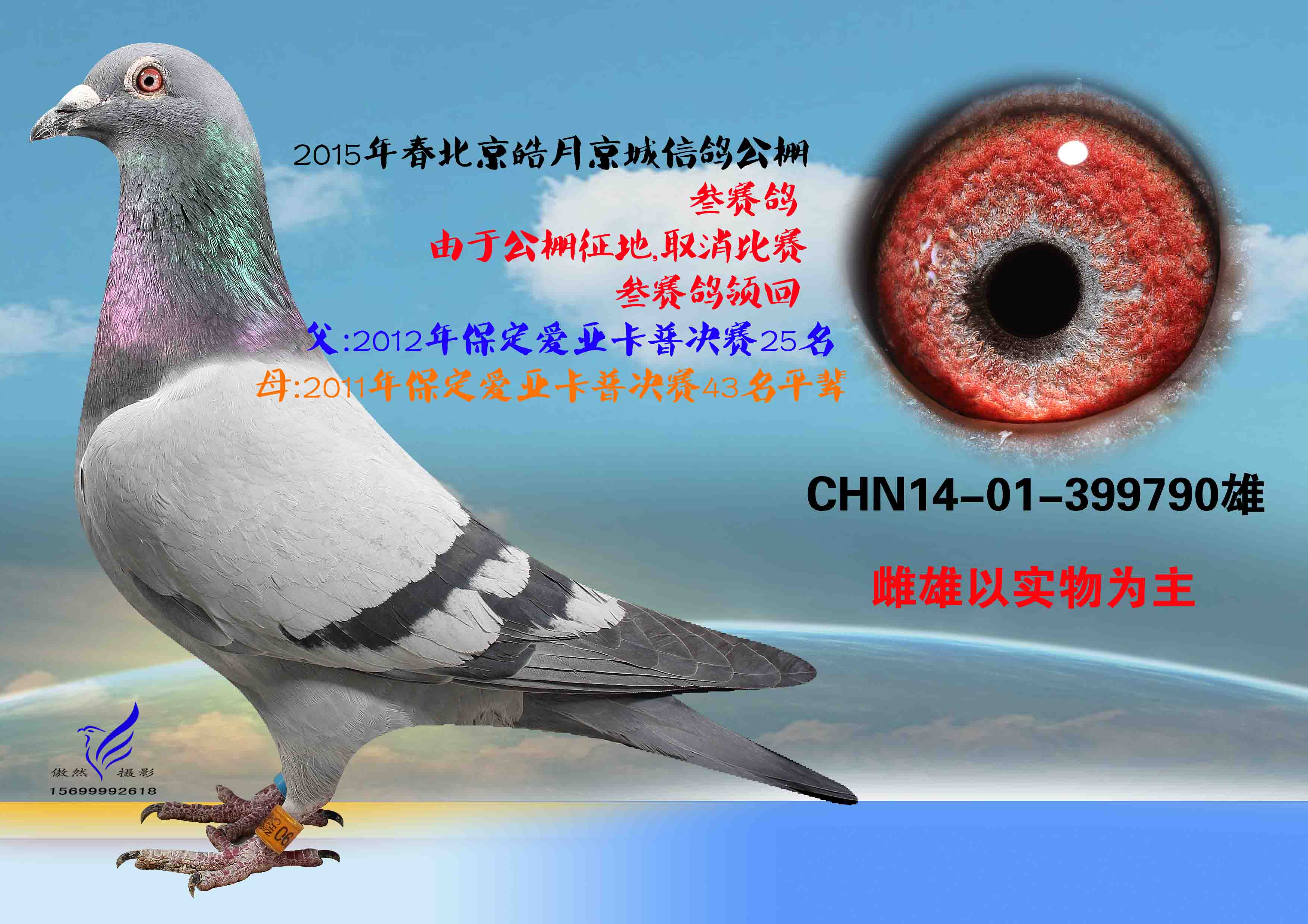 北京信鸽文化传媒 - 中信网铭鸽展厅 www.ag188.com
