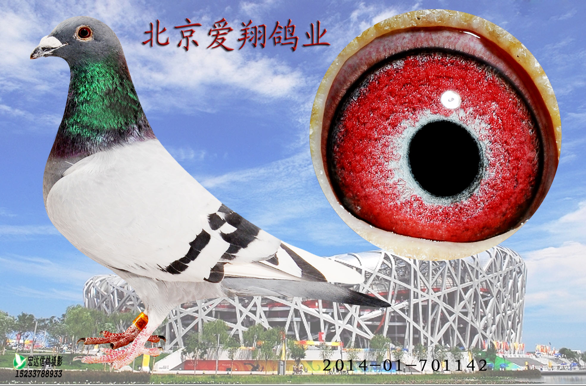 北京爱翔鸽业在线拍鸽