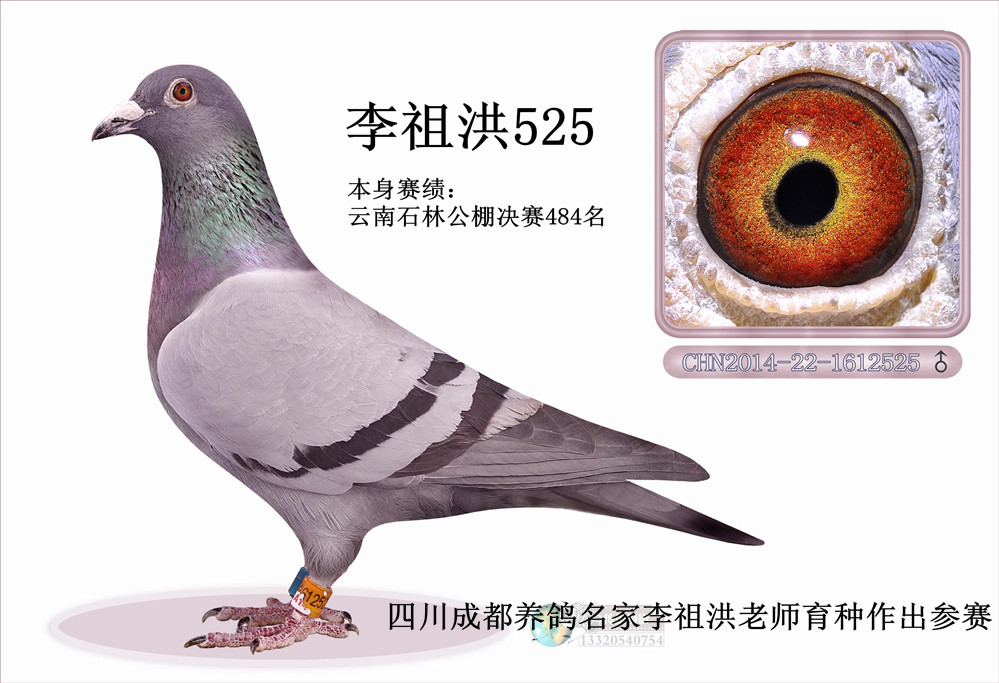 信鸽在线拍卖平台 - 中国信鸽信息网