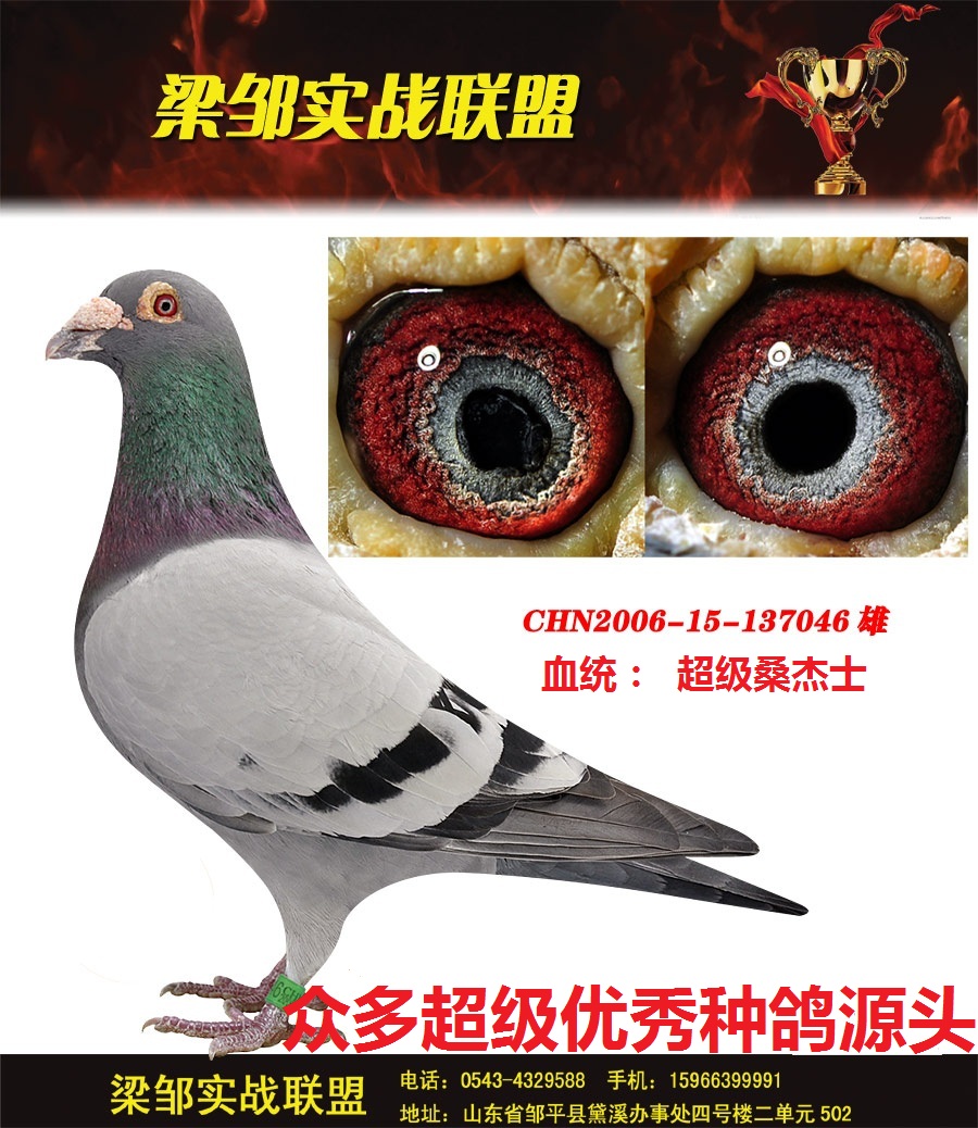 信鸽在线拍卖平台 - 中国信鸽信息网