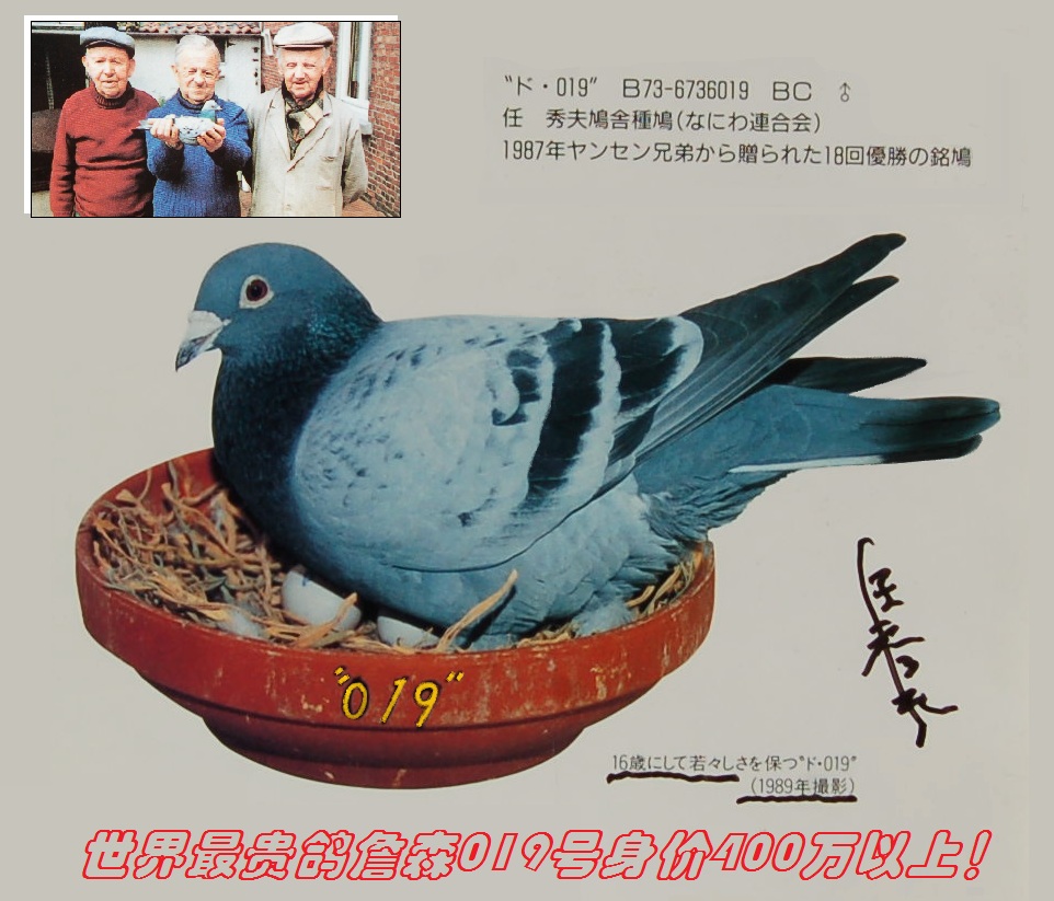 信鸽在线拍卖平台 - 中国信鸽信息网