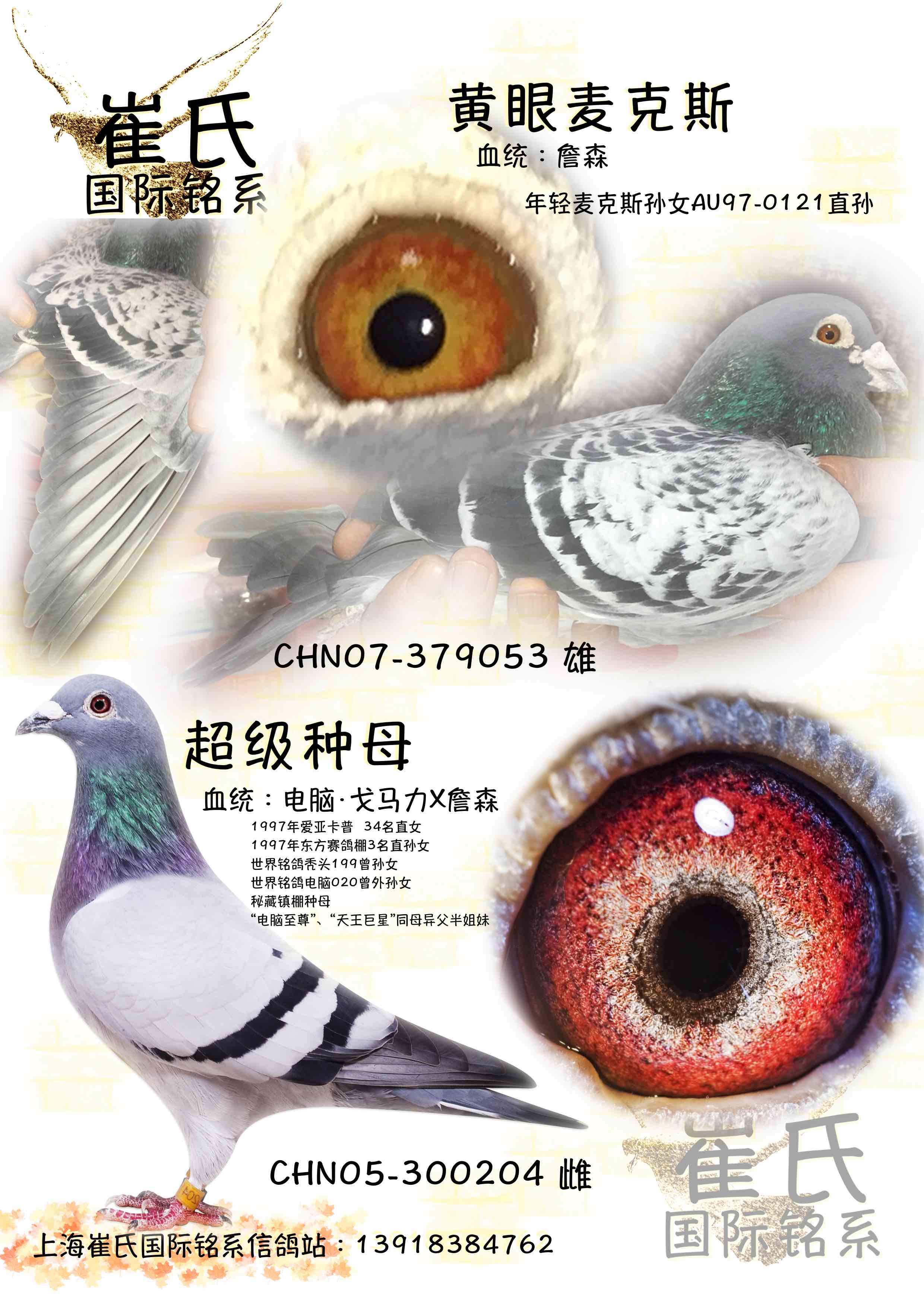 首 页  铭 鸽  新鸽上架  推荐铭鸽  定价鸽  信鸽拍卖 黄金配对