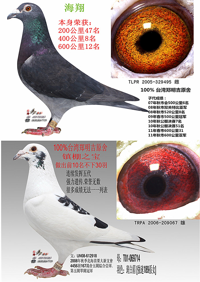 山东金鹏鸽业在线拍鸽