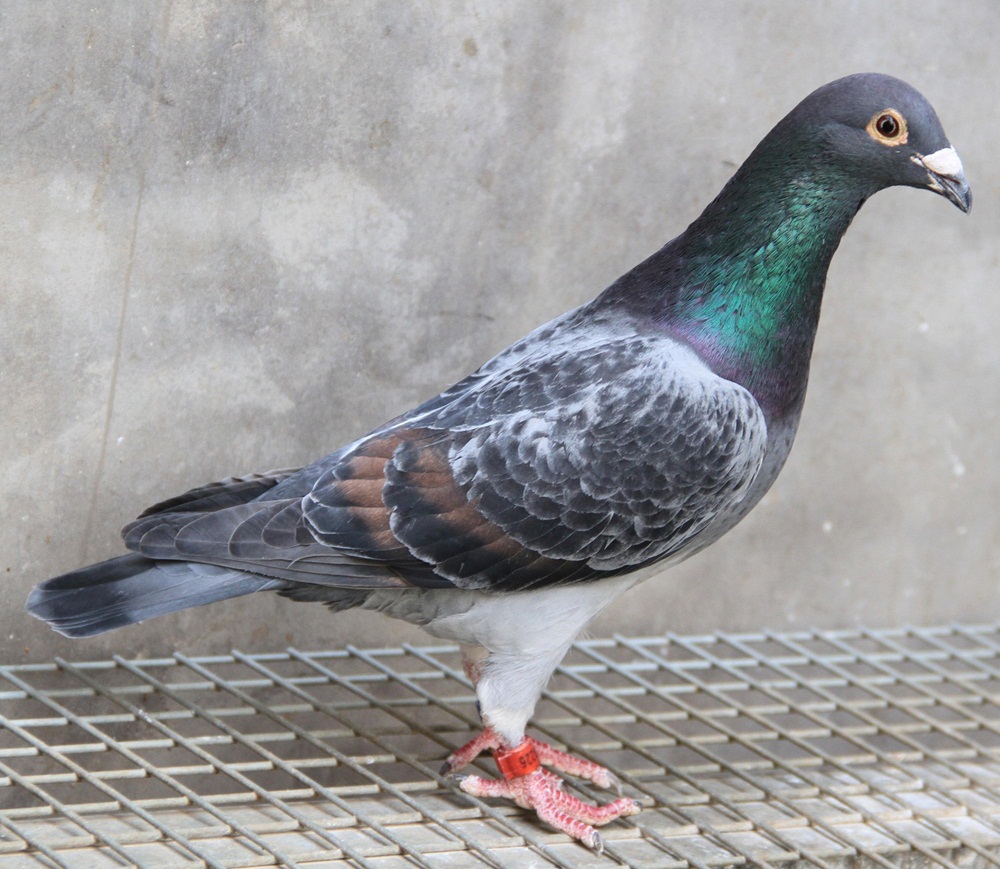 信鸽在线拍卖平台 - 中国信鸽信息网