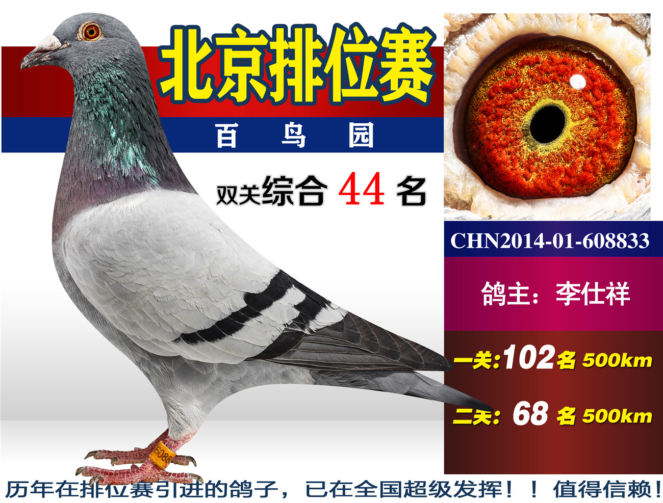 刊登所有鸽主的照片电话,使您买的更放心!