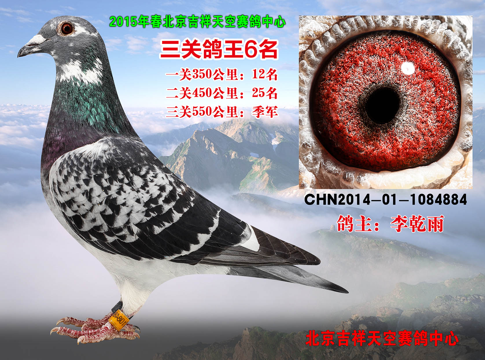 信鸽在线拍卖平台 - 中国信鸽信息网
