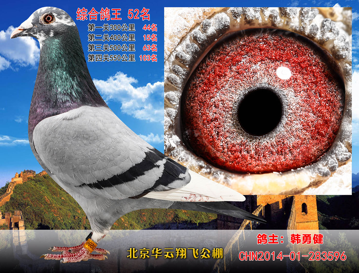信鸽在线拍卖平台 - 中国信鸽信息网
