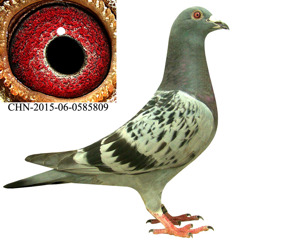 沈阳嘉晶信鸽联盟 - 中信网铭鸽展厅 www.ag188.com