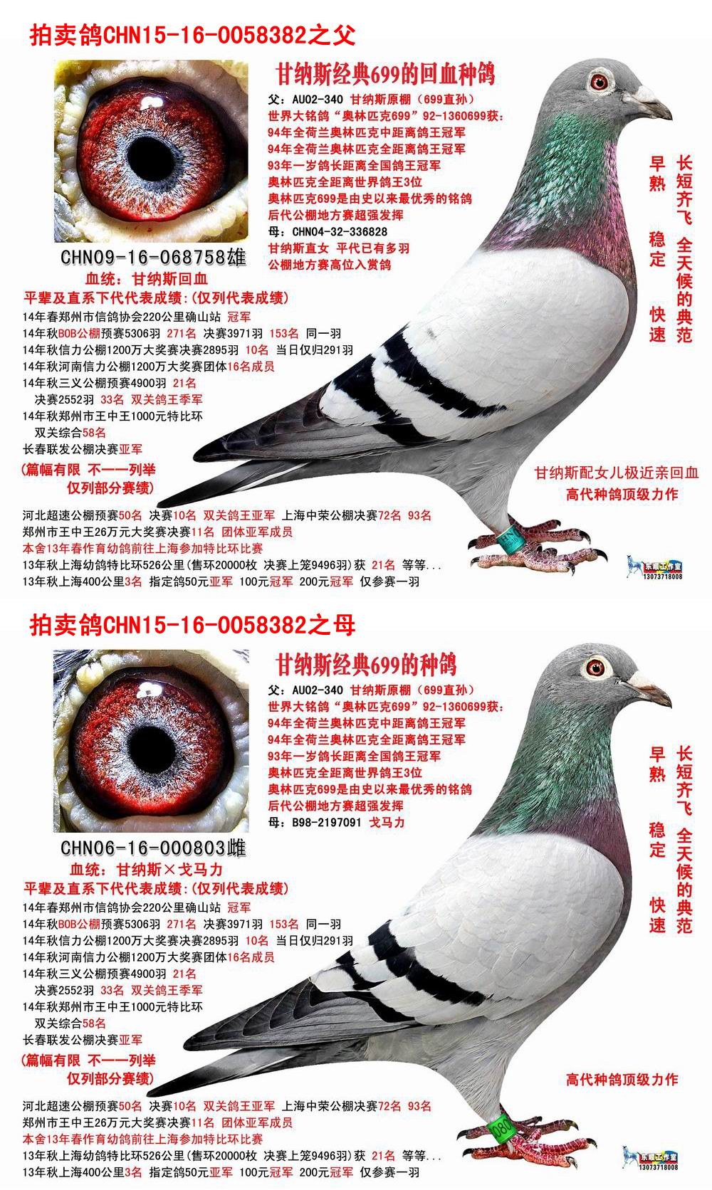 小李鸽舍雷霆家族 - 中信网铭鸽展厅 www.ag188.com