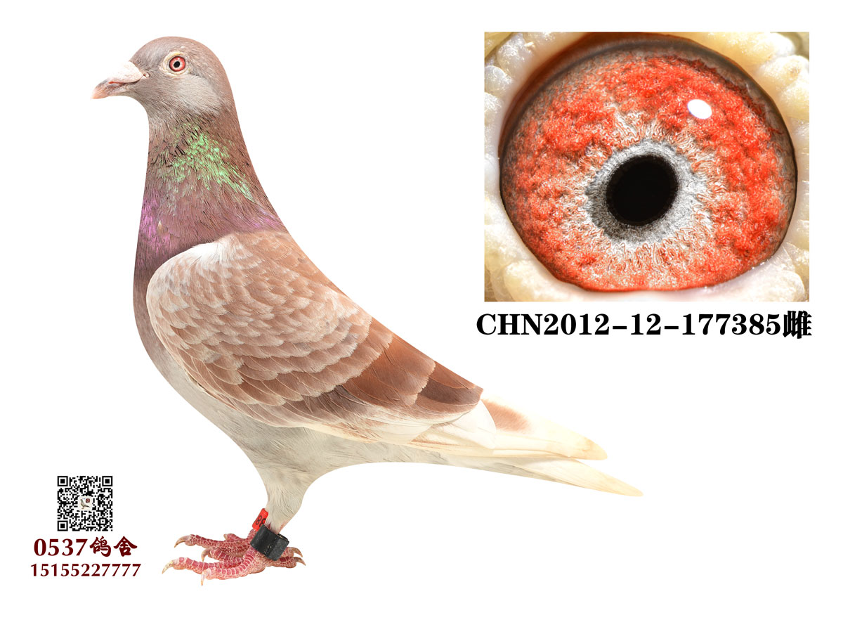 0537鸽舍 - 中信网铭鸽展厅 www.ag188.com