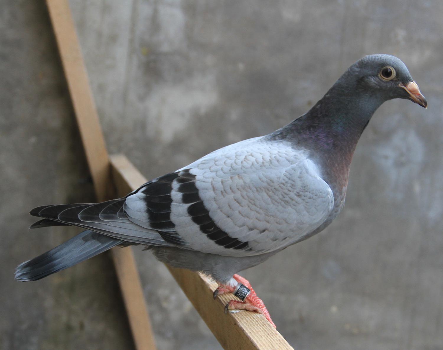 信鸽在线拍卖平台 - 中国信鸽信息网