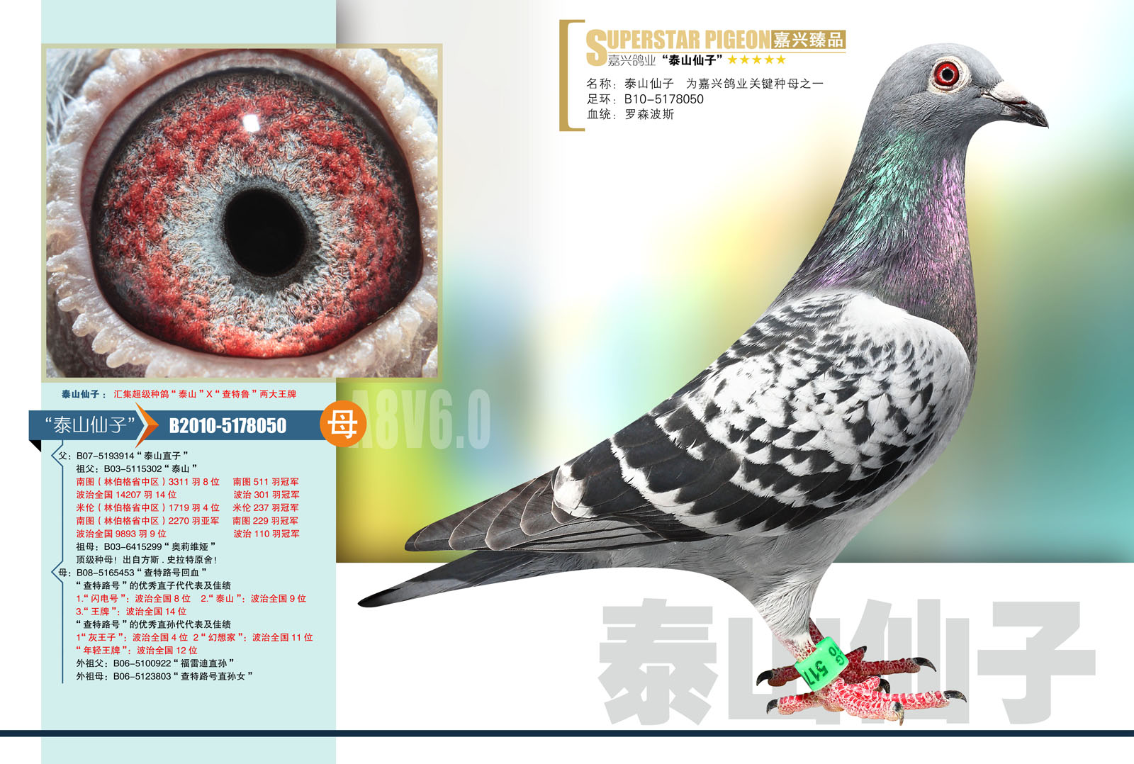 四川嘉兴鸽业 - 中信网铭鸽展厅 www.ag188.com