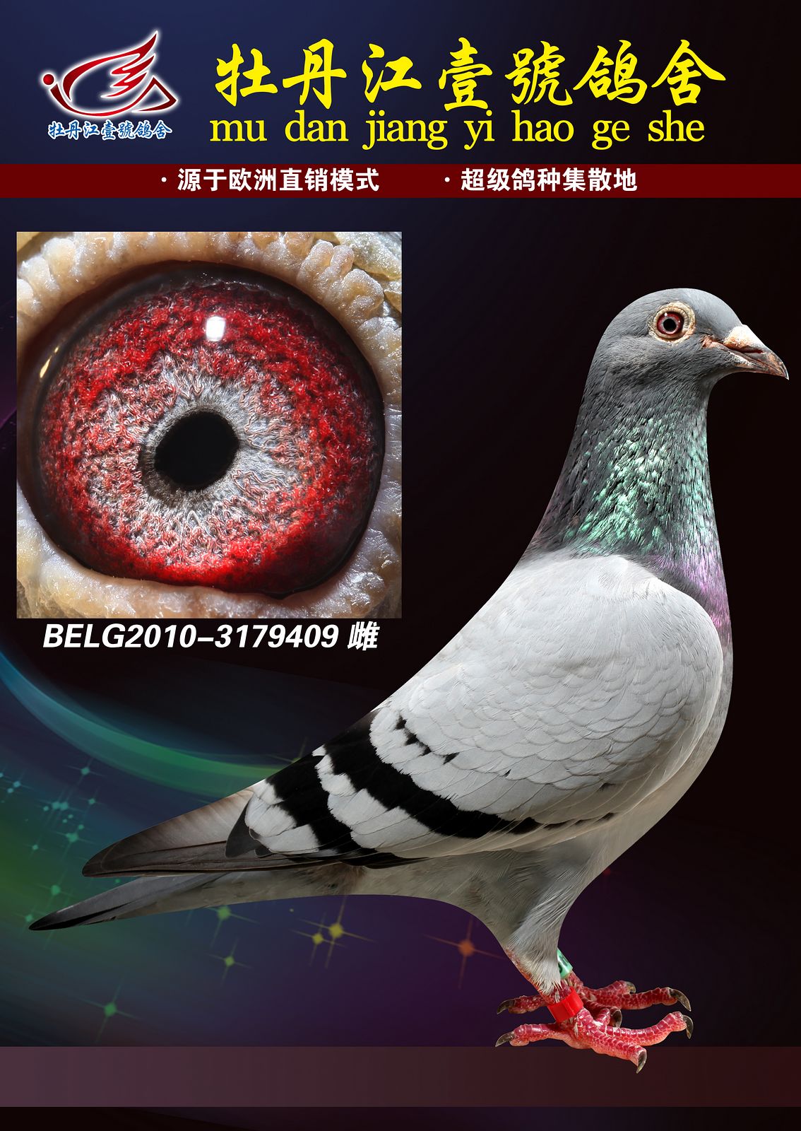 信鸽在线拍卖平台 - 中国信鸽信息网