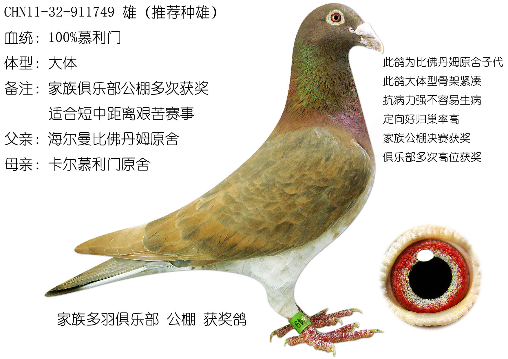 信鸽在线拍卖平台 - 中国信鸽信息网