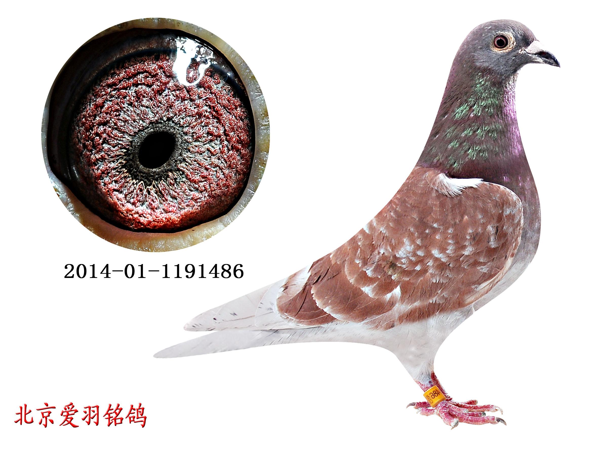 >> 查看拍卖商品