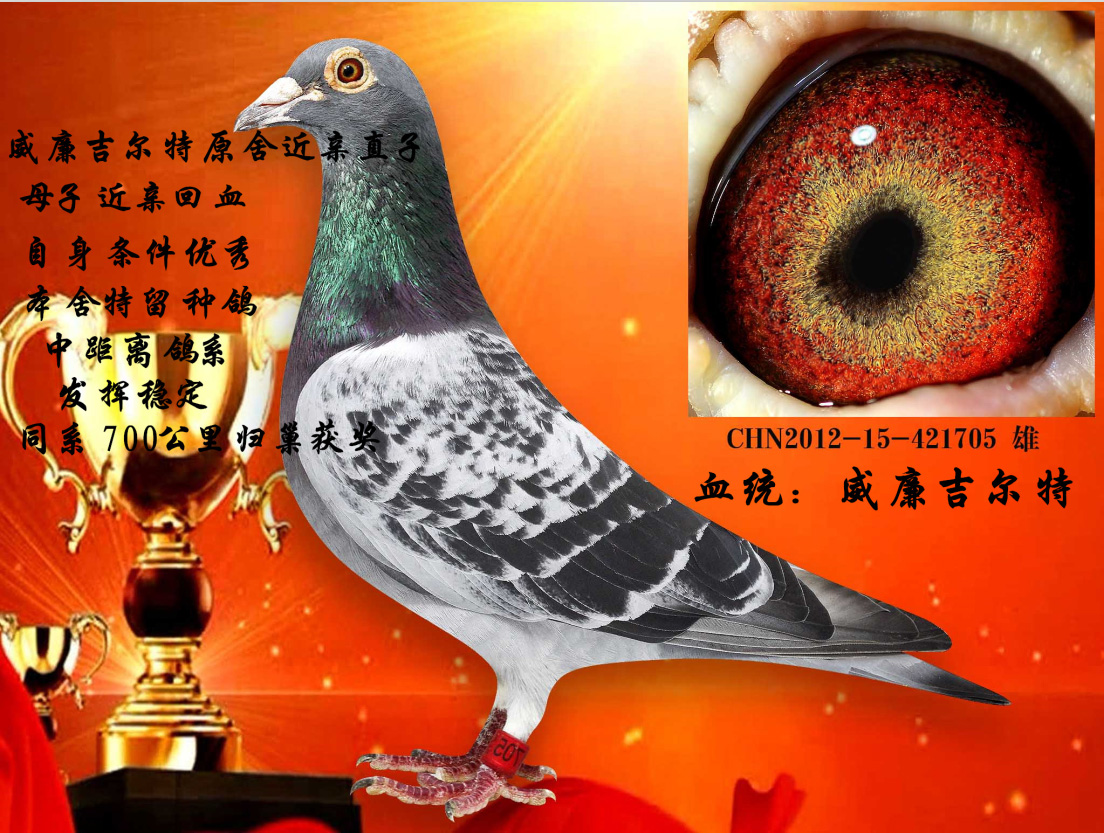 信鸽在线拍卖平台 - 中国信鸽信息网