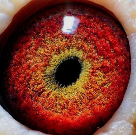 信鸽在线拍卖平台 - 中国信鸽信息网