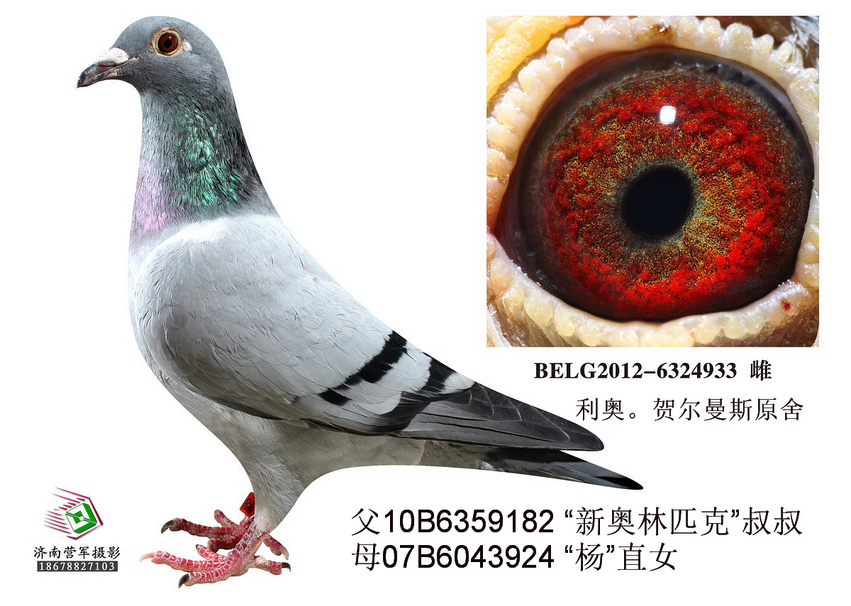 利奥贺尔曼斯新奥林匹克近亲直孙女 保证金级 拍卖