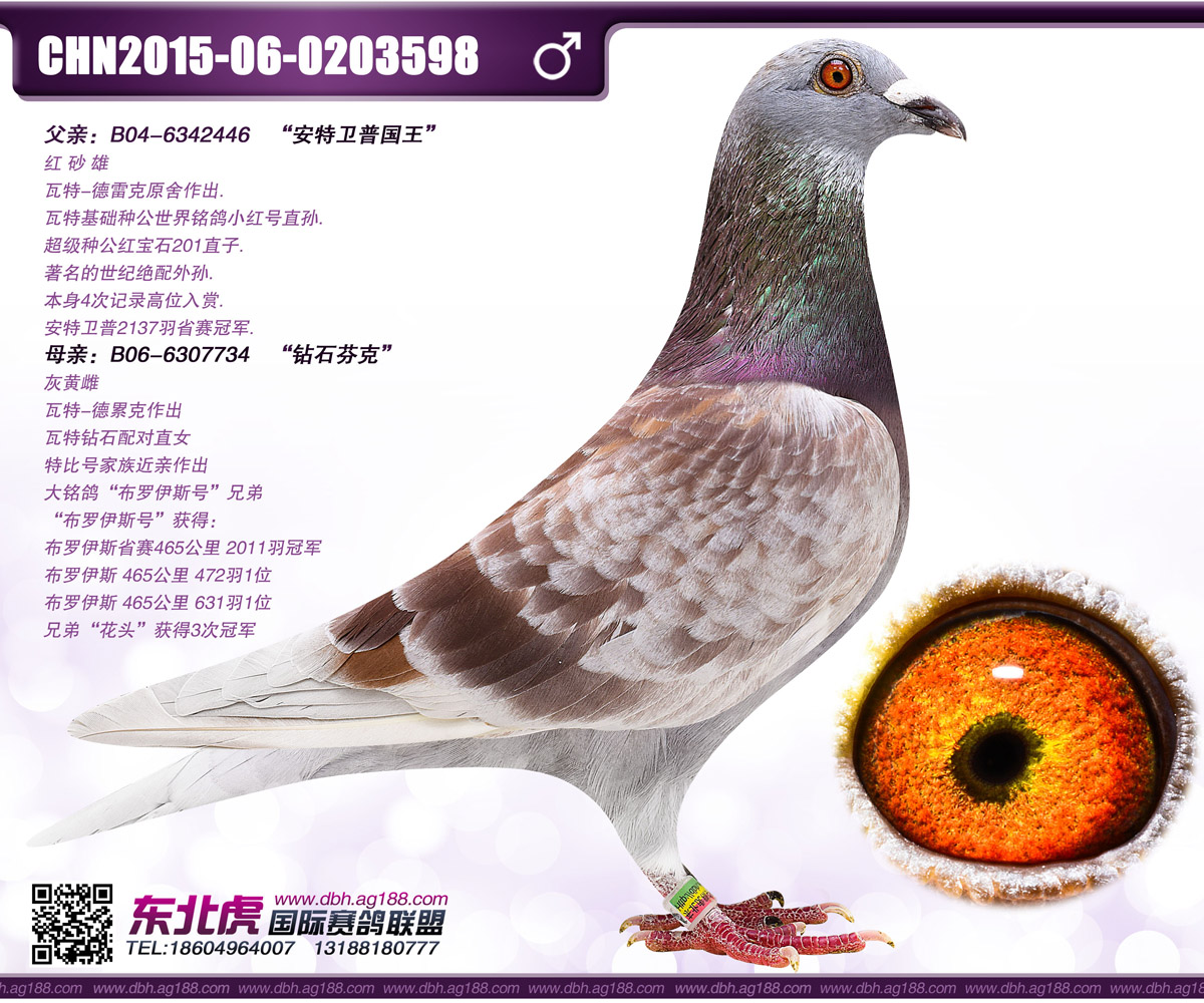 信鸽在线拍卖平台 - 中国信鸽信息网