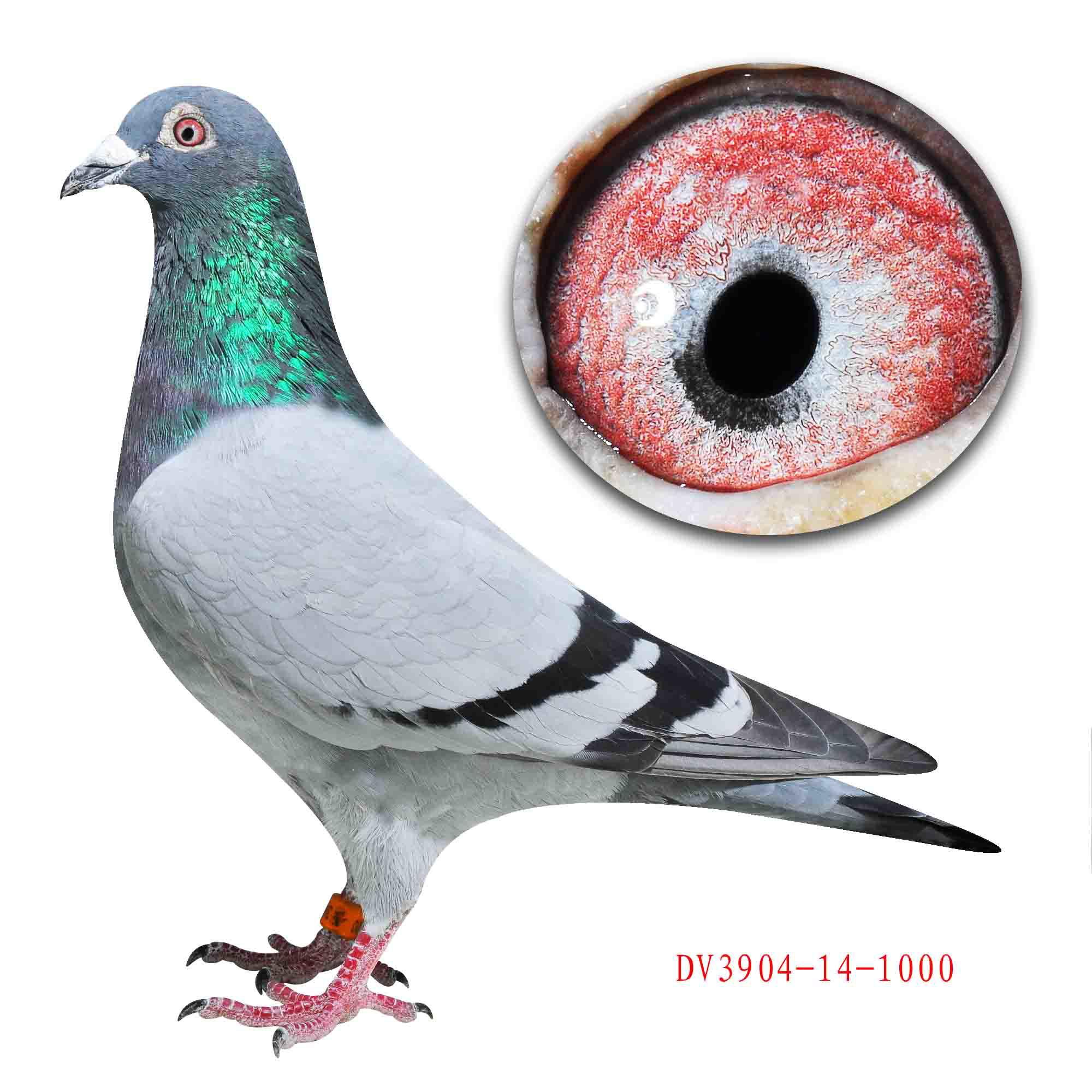 信鸽拍卖首页 拍卖专题 >> 查看拍卖商品