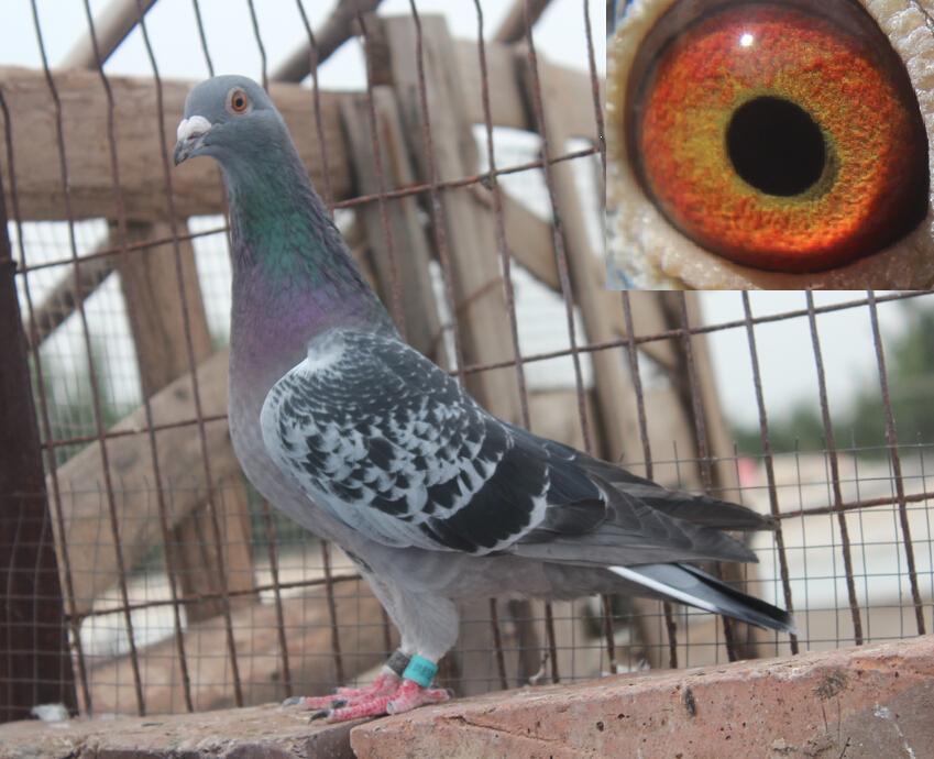 >> 查看拍卖商品