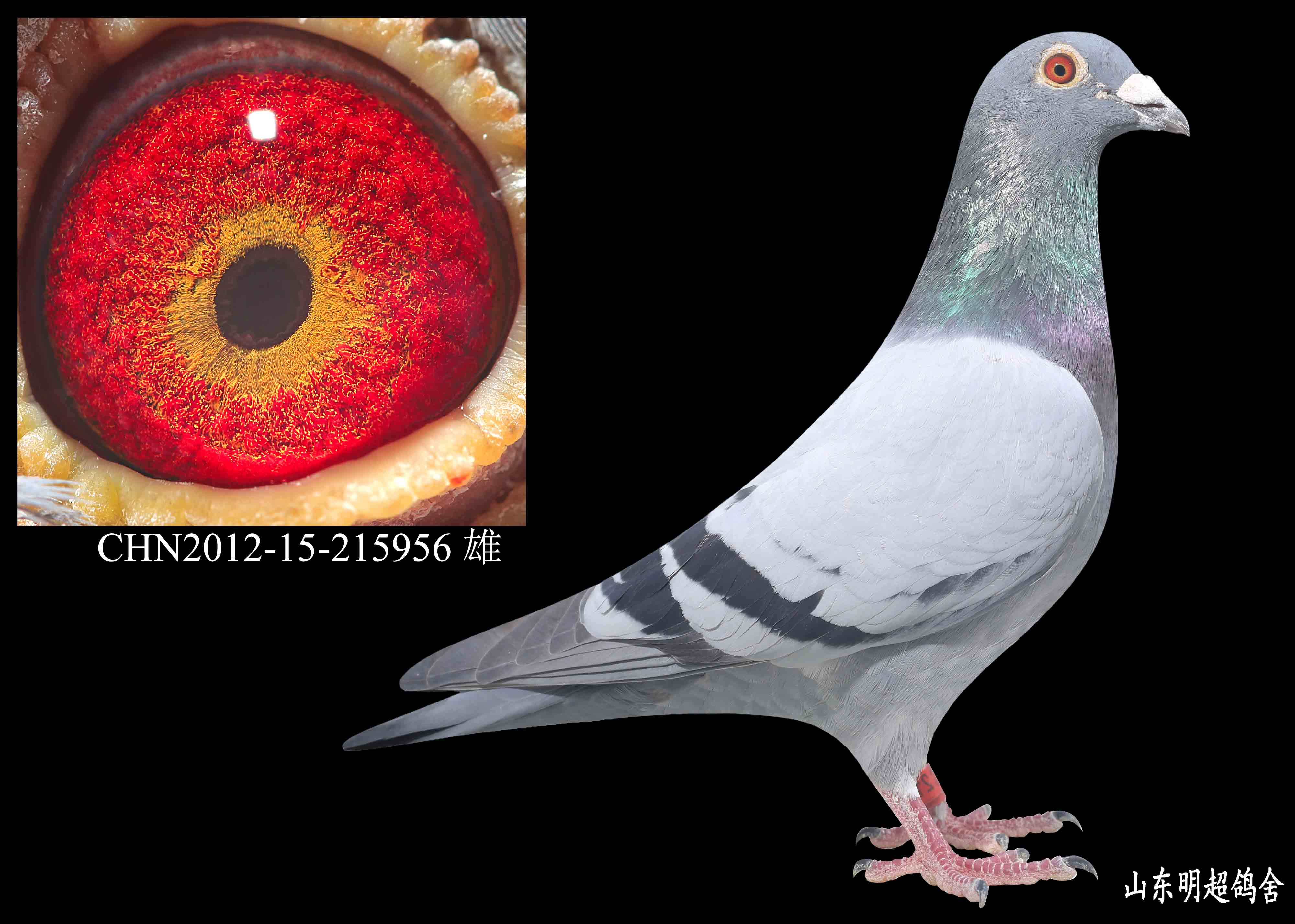 >> 查看拍卖商品