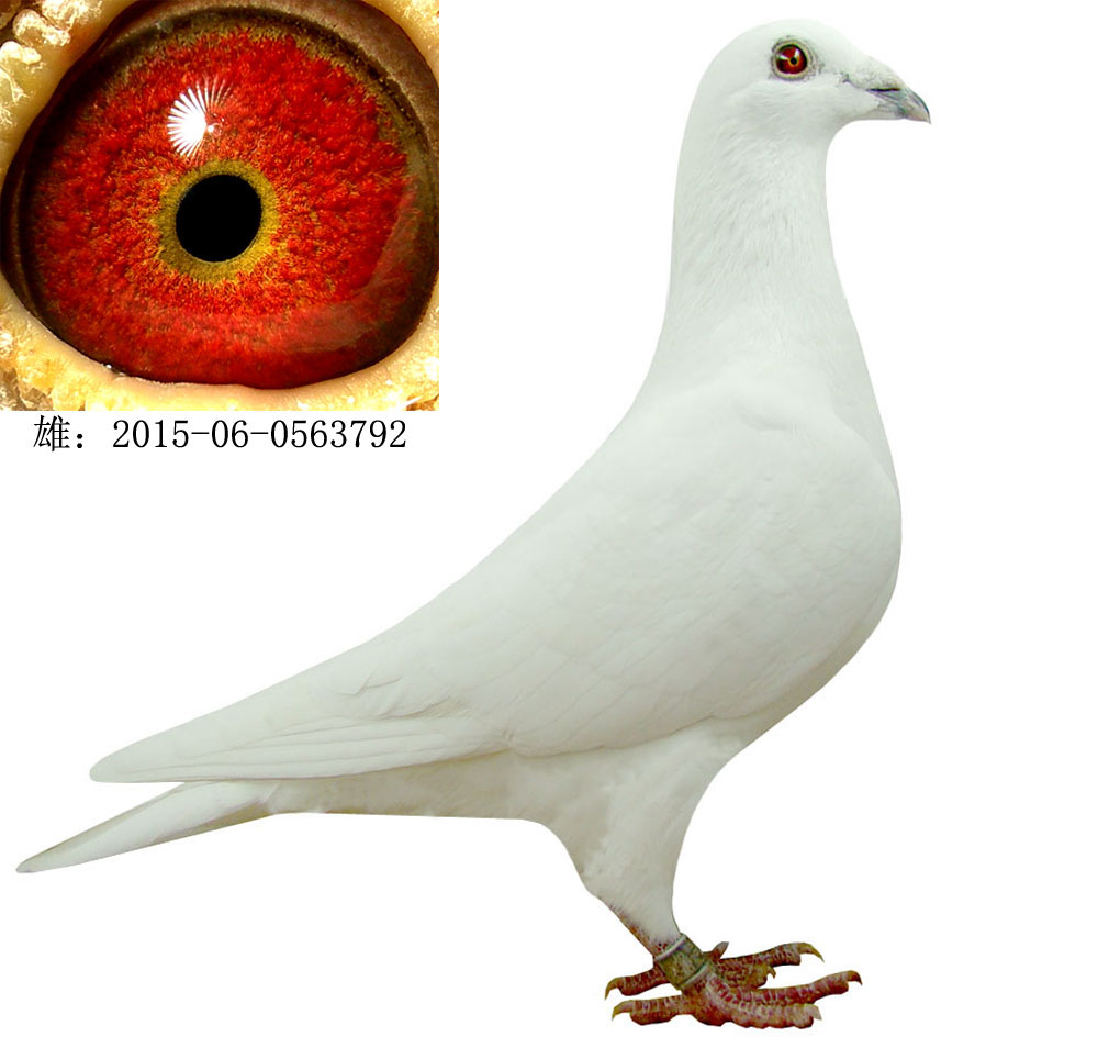 信鸽在线拍卖平台 - 中国信鸽信息网