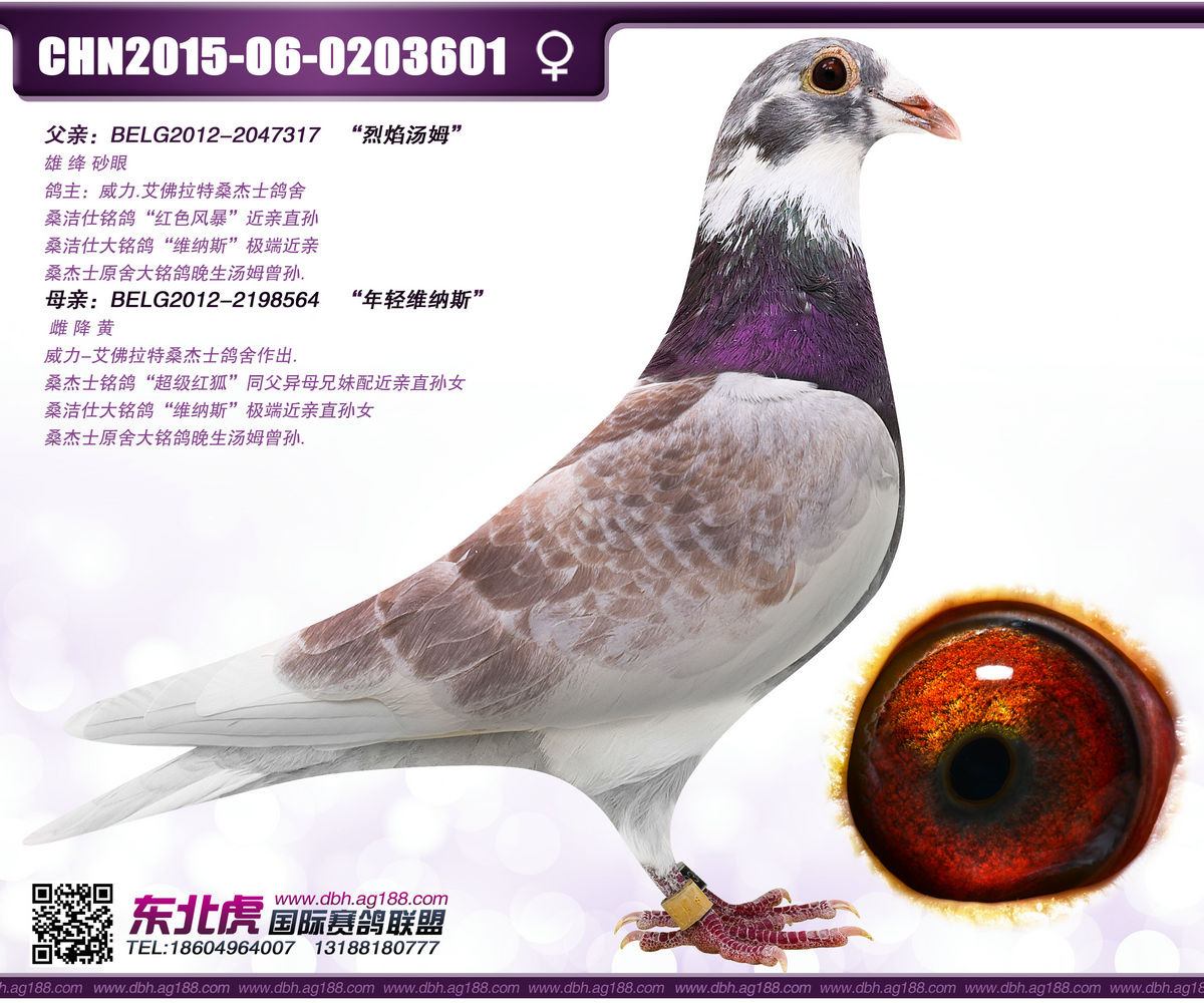 东北虎赛鸽精英中心在线拍鸽