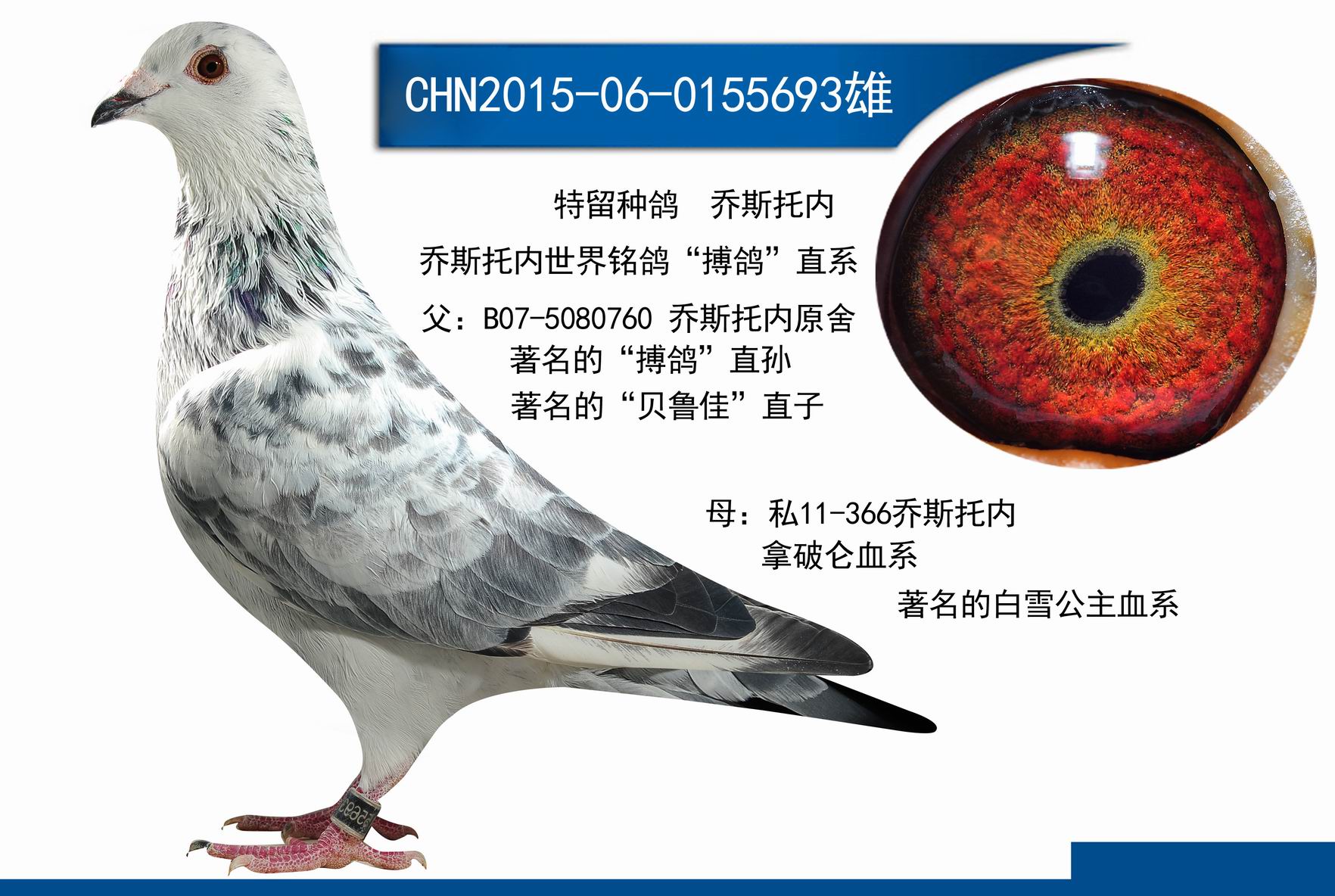 信鸽在线拍卖平台 - 中国信鸽信息网