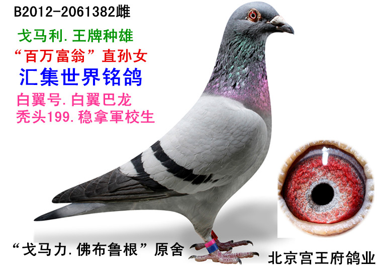 7-电脑戈马力.世纪大铭鸽"巴龙150"直孙女 保证金级 拍卖