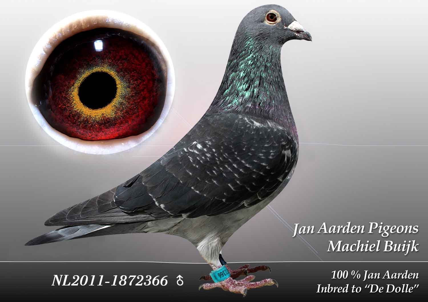 信鸽在线拍卖平台 - 中国信鸽信息网